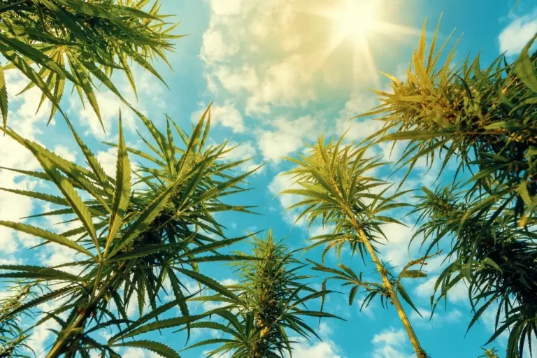 tall marijuana plants