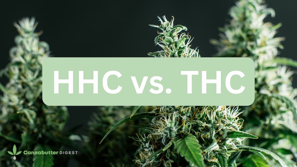 HHC Vs. THC: What’s The Difference? | Cannabutter Digest