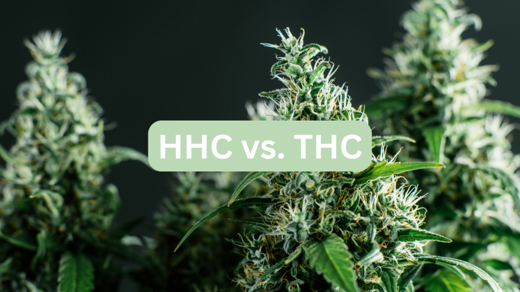 HHC Vs. THC: What’s The Difference? | Cannabutter Digest