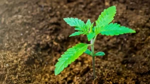 marijuana leaf growing from soil