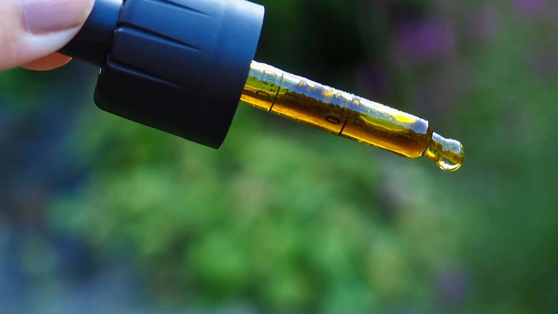 Study High CBD Doses May Intensify THC Effects Image