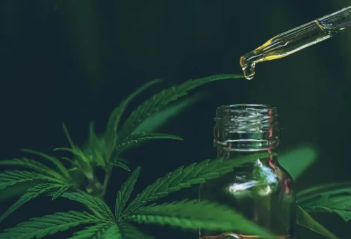 Study Finds CBD Oil Could Significantly Accelerate Wound Healing Image